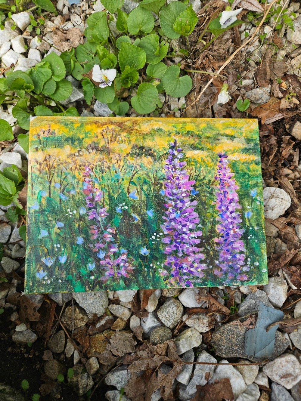 June Flowers in the White Mountains